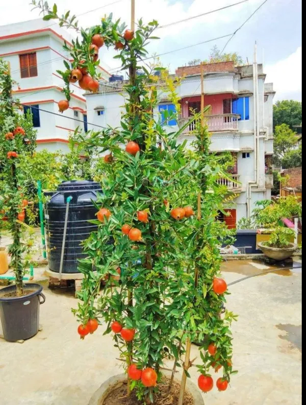 Pomegranate_Anar_Hybrid_Fruit_Plant_Air_Layering_Grafted_Plant
