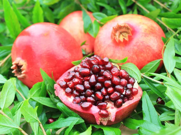 Pomegranate_Anar_Hybrid_Fruit_Plant_Air_Layering_Grafted_Plant