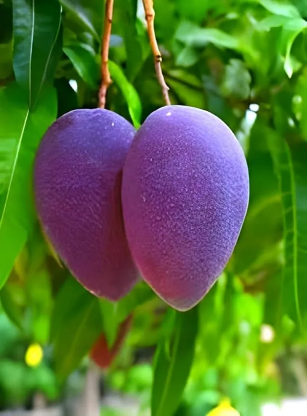 Thai_Black_Stone_Mango_Grafted_Fruit_Plant