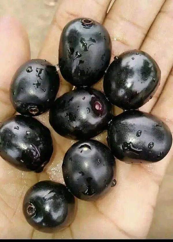 Thai_Black_Jamun_Hybrid_Fruit_Plant
