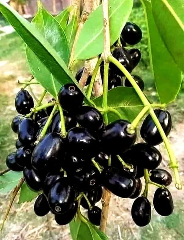 Thai_Black_Jamun_Hybrid_Fruit_Plant