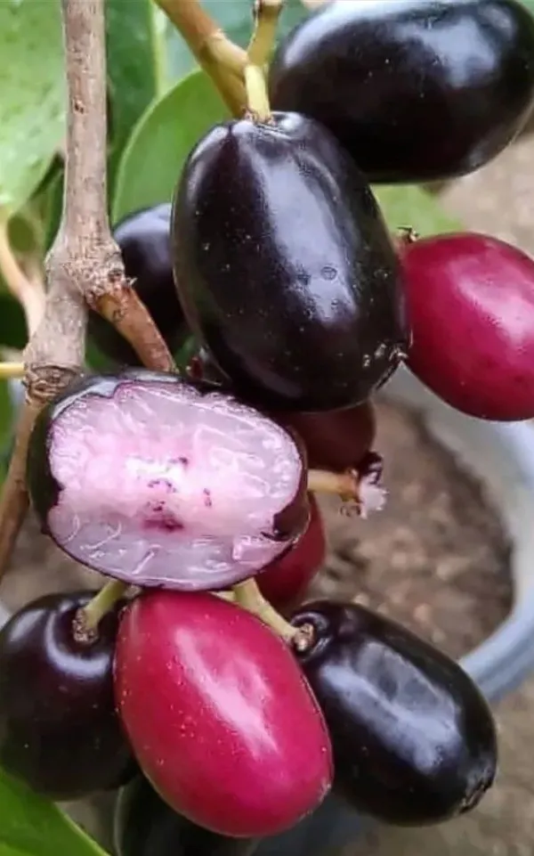 Thai_Black_Jamun_Hybrid_Fruit_Plant