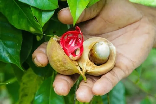 Nutmeg_Spice_Live_Plant_Hybrid_Javitri_Jaiphal_Jaifal_Masala_Live_Tree_"Kerala_Variety"_Healthy_Plant
