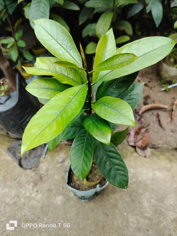 Nutmeg_Spice_Live_Plant_Hybrid_Javitri_Jaiphal_Jaifal_Masala_Live_Tree_"Kerala_Variety"_Healthy_Plant