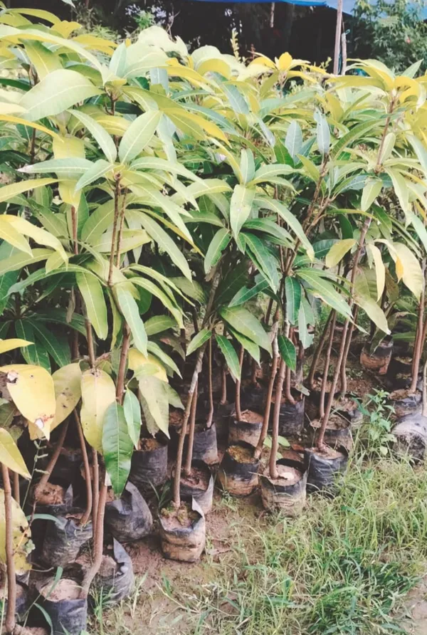 Japanese_Purple_Miyazaki_Mango_Hybrid_Grafted_Plant