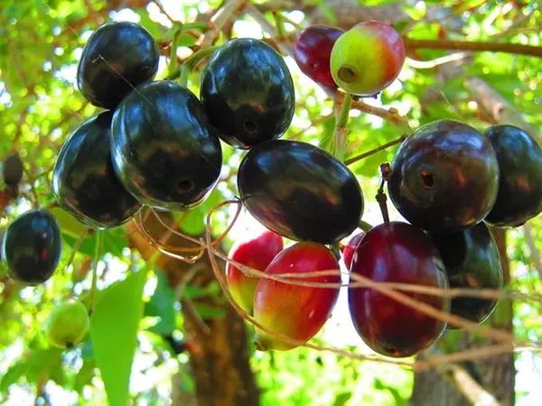 Thai_Black_Jamun_Hybrid_Fruit_Plant