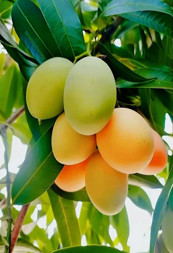 Cherry_Mango_Grafted_Fruit_Plant