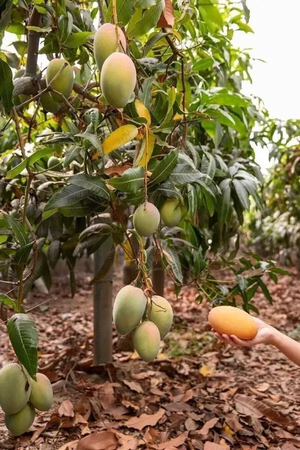 Cherry_Mango_Grafted_Fruit_Plant