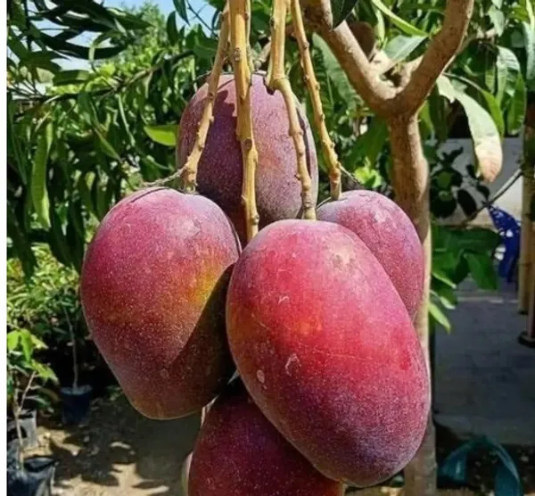 Thai_All_Time_Catimon_Mango_Hybrid_Grafted_Plant