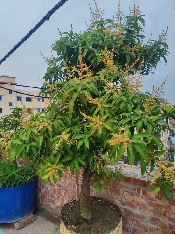 Thai_All_Time_Mango_Grafted_Fruit_Plant