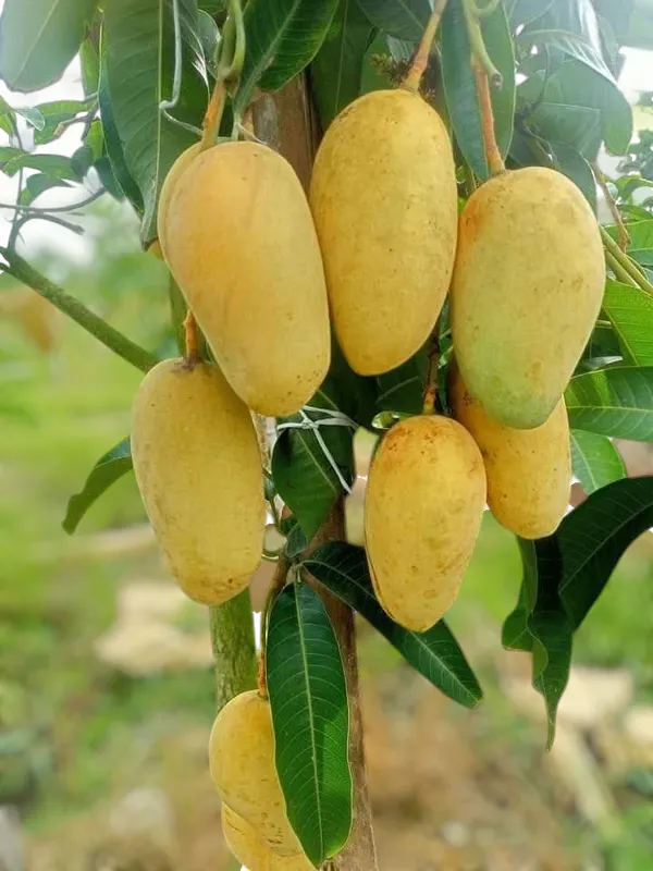 Thai_All_Time_Mango_Grafted_Fruit_Plant