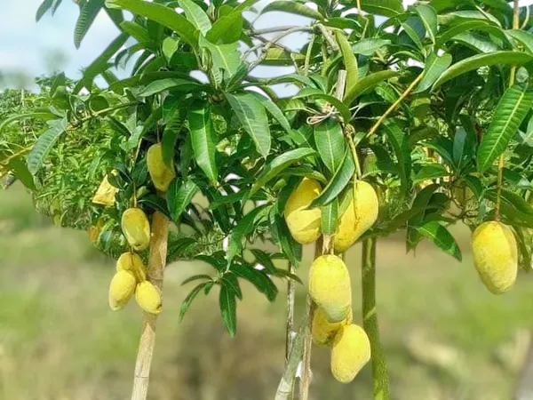 Thai_All_Time_Mango_Grafted_Fruit_Plant