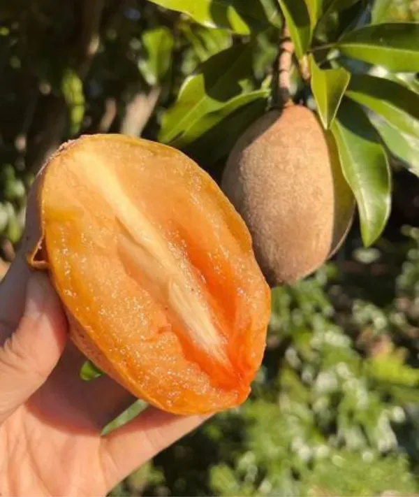 Thai_Long_Banana_Manilkara_Sapota_Grafted_Hybrid_Fruit_Plant