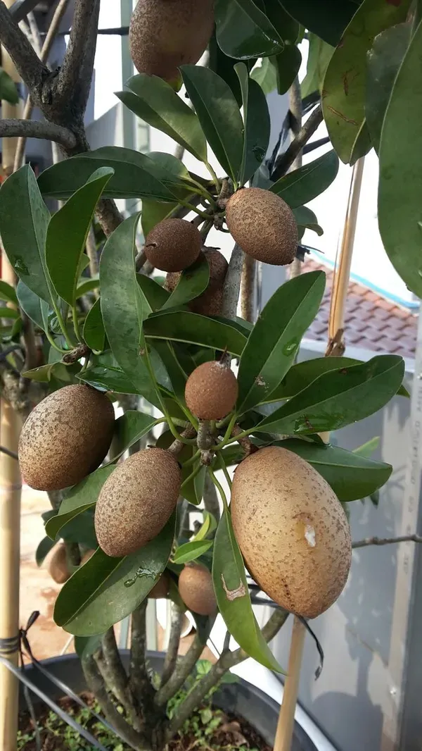 Thai_Long_Banana_Manilkara_Sapota_Grafted_Hybrid_Fruit_Plant
