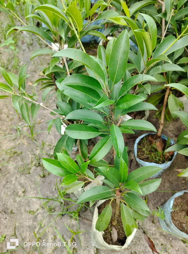 Thai_Long_Banana_Manilkara_Sapota_Grafted_Hybrid_Fruit_Plant