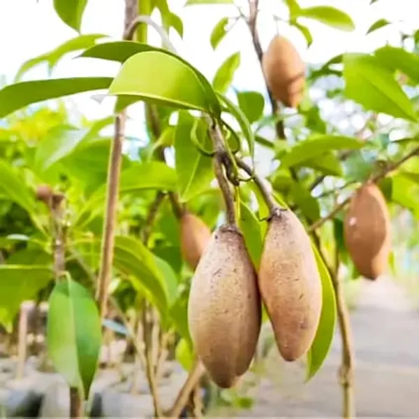 Thai_Long_Banana_Manilkara_Sapota_Grafted_Hybrid_Fruit_Plant
