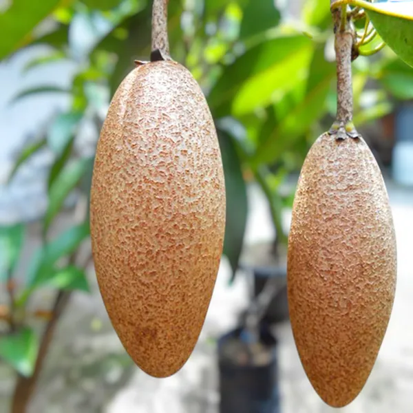 Thai_Long_Banana_Manilkara_Sapota_Grafted_Hybrid_Fruit_Plant