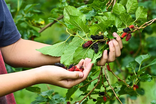 Exotic_Mulberry_Hybrid_Fruit_Air_Learning_Grafted_Plant