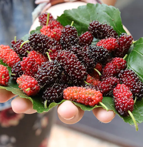 Exotic_Mulberry_Hybrid_Fruit_Air_Learning_Grafted_Plant