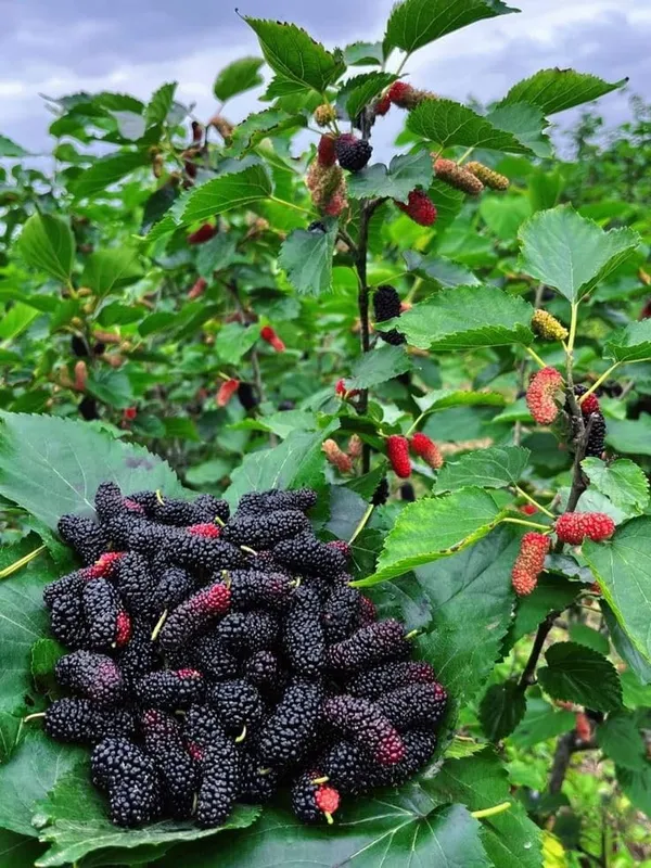 Exotic_Mulberry_Hybrid_Fruit_Air_Learning_Grafted_Plant