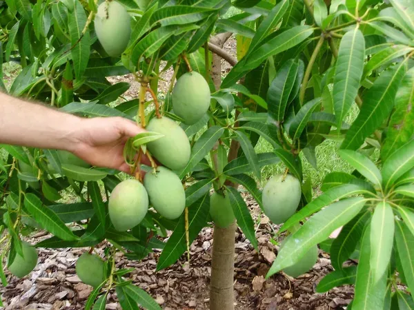 Thai_All_Time_Mango_Grafted_Fruit_Plant