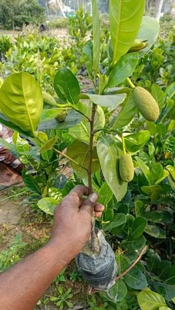 Thai_All_Time_Red_Jackfruit_Hybrid_Grafted_Plant