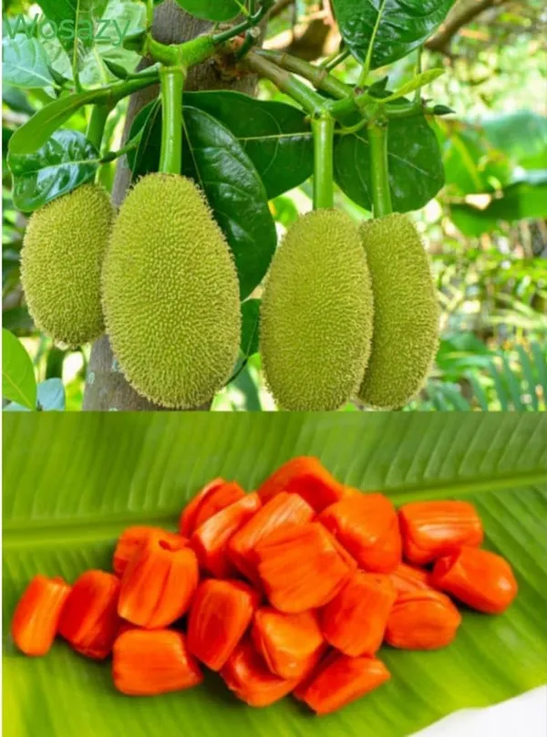 Thai_All_Time_Red_Jackfruit_Hybrid_Grafted_Plant