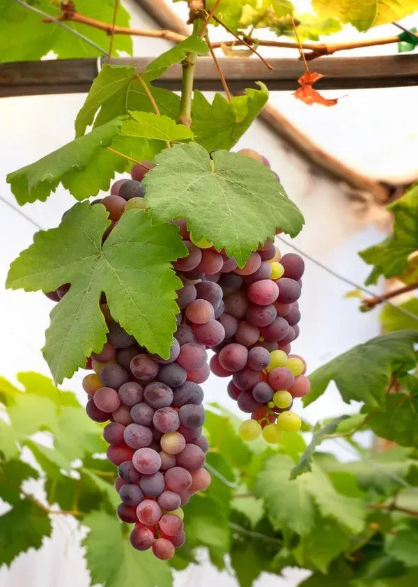 Victoria_Seedless_Grapes_Hybrid_Air_Learning_Grafted_Fruit_Plant