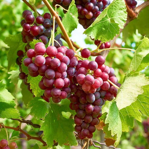 Victoria_Seedless_Grapes_Hybrid_Air_Learning_Grafted_Fruit_Plant