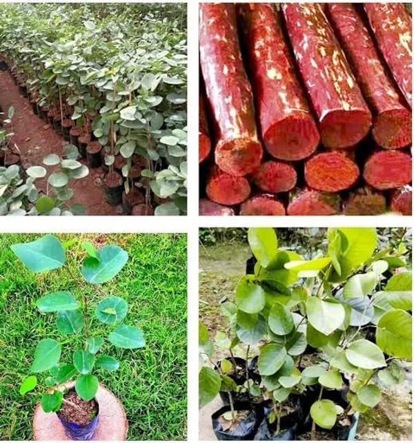 Rose_Variety_Red_Sandalwood_Live_Plant