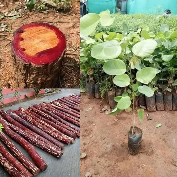 Rose_Variety_Red_Sandalwood_Live_Plant