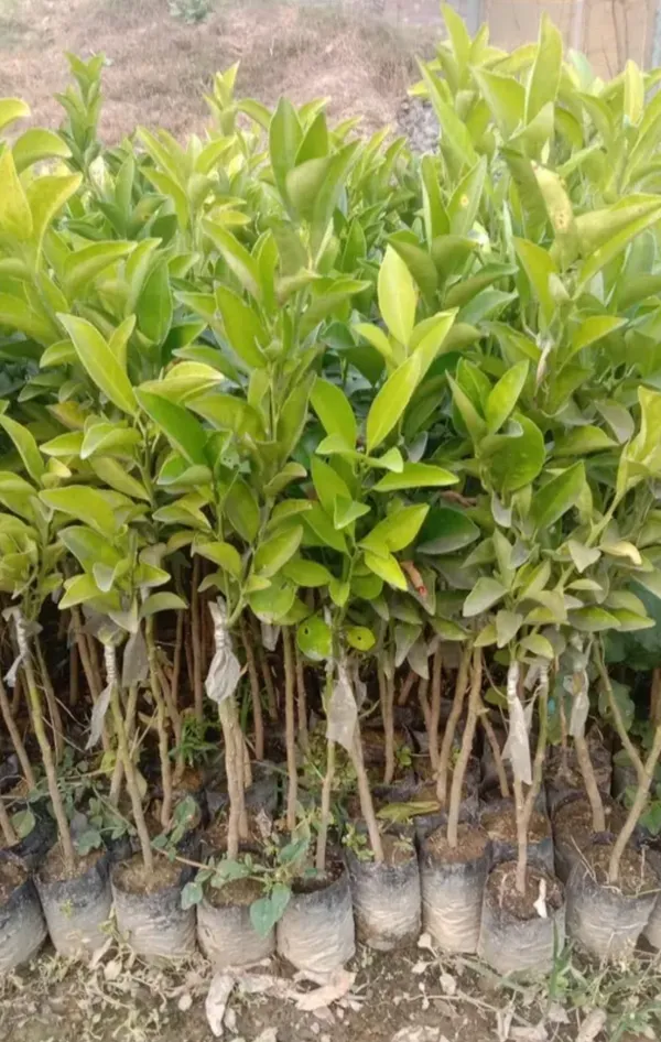 Chinese_Sweet_Orange_Santra_Hybrid_Grafted_Fruit_Plant