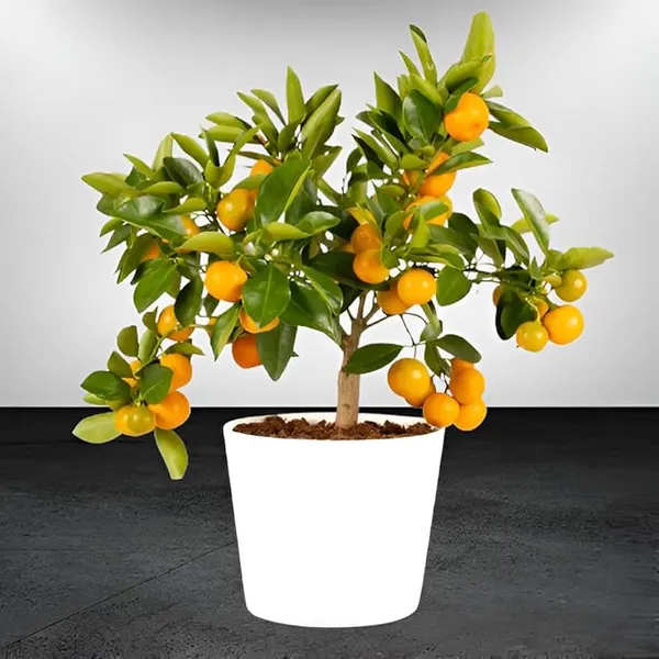 Chinese_Sweet_Orange/Santra_Hybrid_Grafted_Fruit_Plant