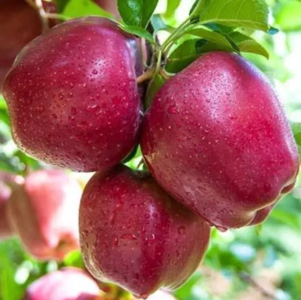 Hot_Climate_Hariman_99_Apple_Hybrid_Fruit_Plant