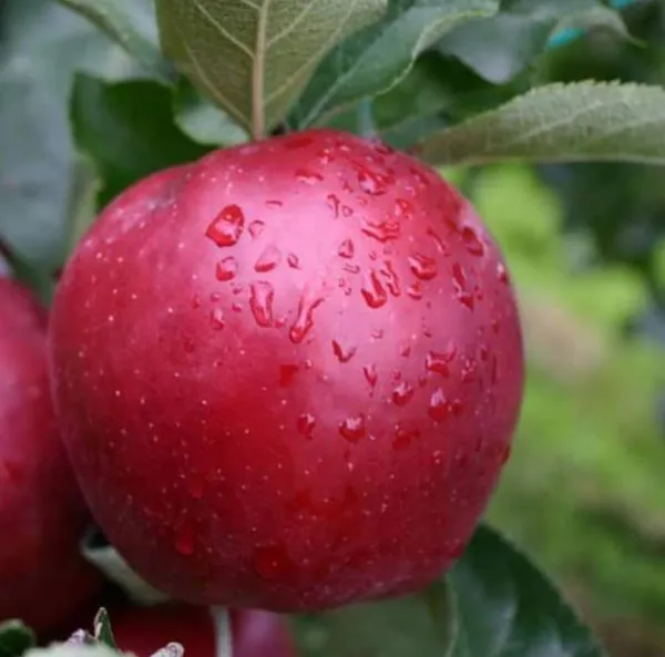 Hot_Climate_Hariman_99_Apple_Hybrid_Fruit_Plant