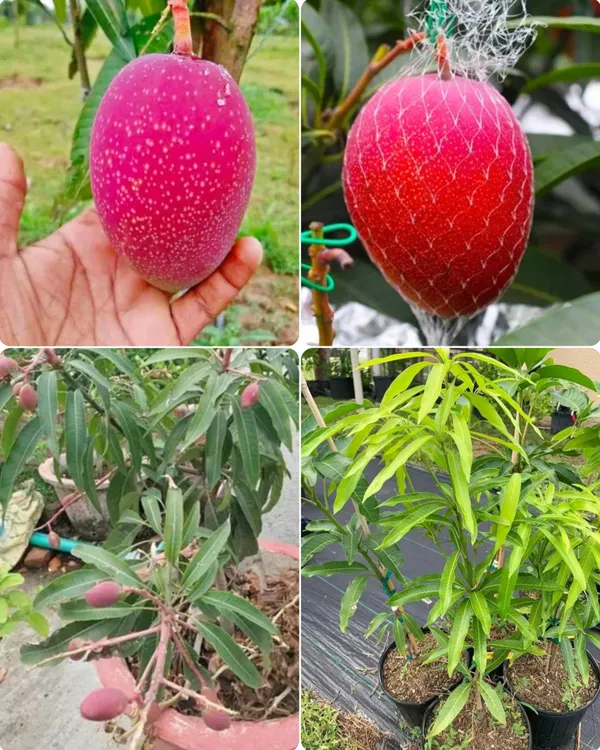 Japanese_Miyazaki_Mango_Hybrid_Grafted_Plant