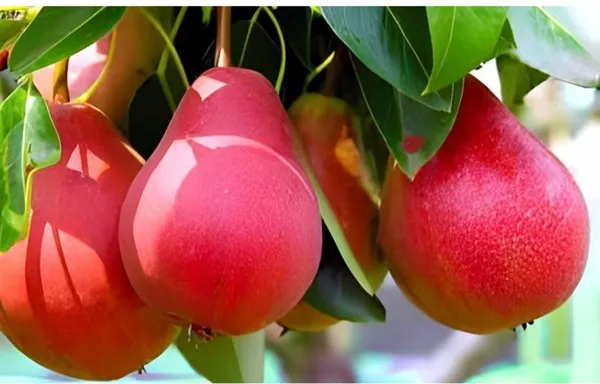 Red_Thai_Red_Pomelo_Hybrid_Grafted_Fruit_Plant