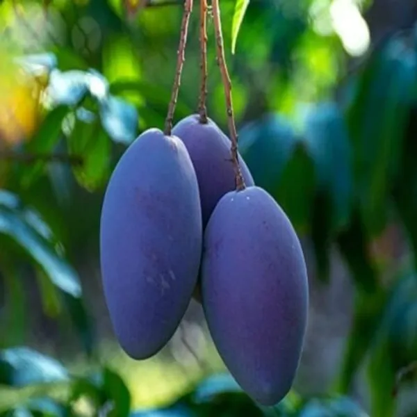 Arunika_Mango_Plant