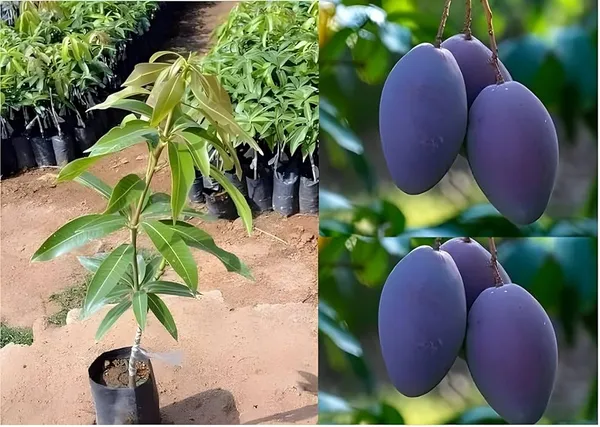 Arunika_Mango_Plant