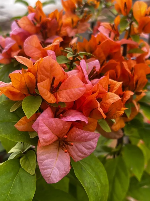 Foxtail_Orange_Bougainvillea_Plant_For_Gardening