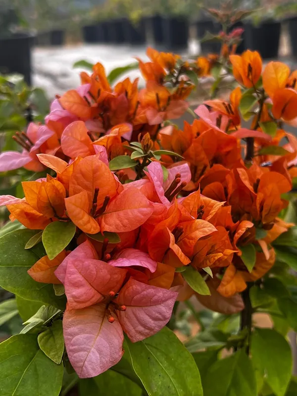 Foxtail_Orange_Bougainvillea_Plant_For_Gardening