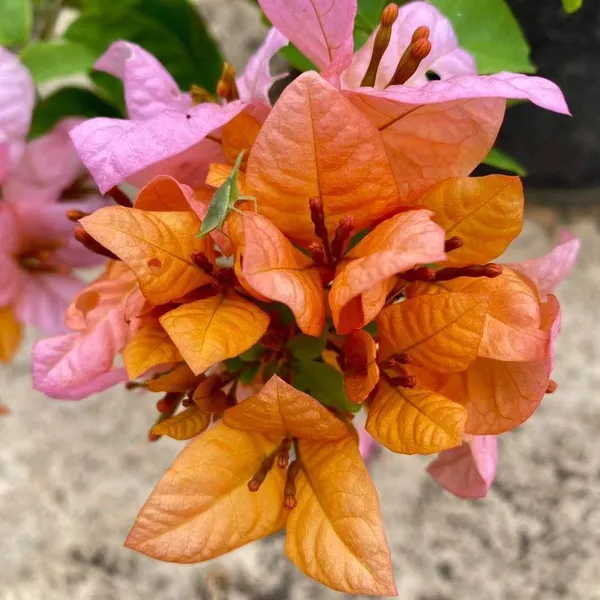 Foxtail_Orange_Bougainvillea_Plant_For_Gardening