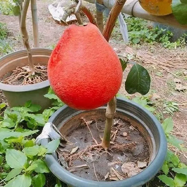 Red-Pomelo-Grapefruit-Jambura-Gaint-Chakotra-Batabi-Lebu-Kambili-Naranga
