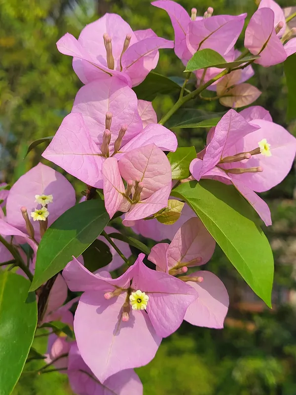 Register_Pink_Bougainvillea_Plant_For_Gardening