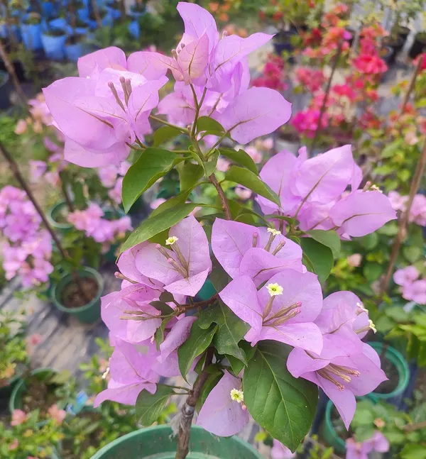 Register_Pink_Bougainvillea_Plant_For_Gardening