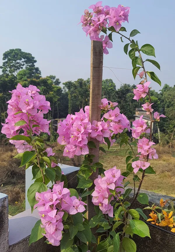 Register_Pink_Bougainvillea_Plant_For_Gardening