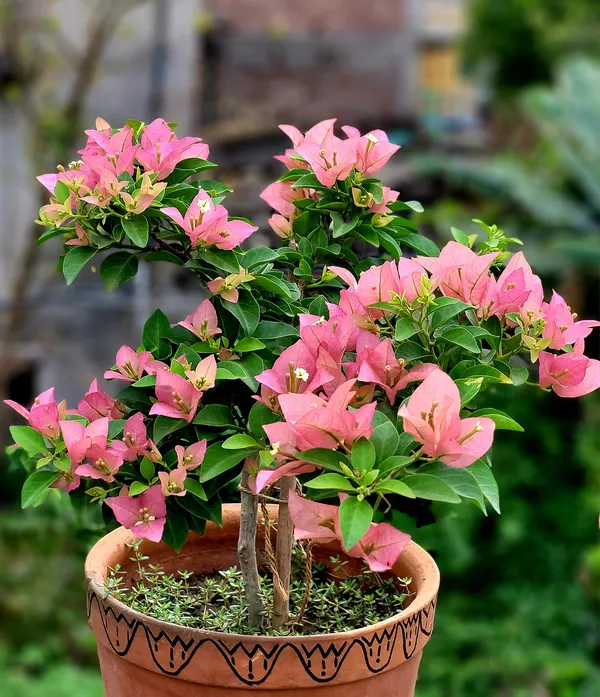 Kayata_Magenta_Bougainvillea_Plant_For_Gardening