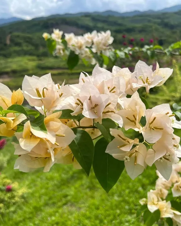 Suvarna_Bougainvillea_Plant_For_Gardening