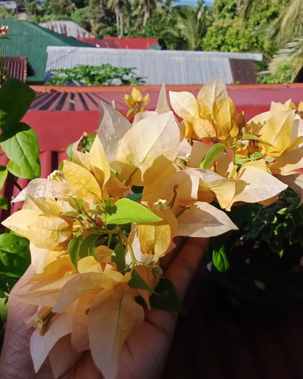 Suvarna_Bougainvillea_Plant_For_Gardening
