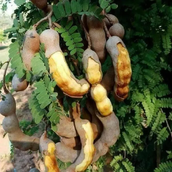 Thai-Sweet-Tamarind-Imli-Grafted-Fruit-Live-Plant